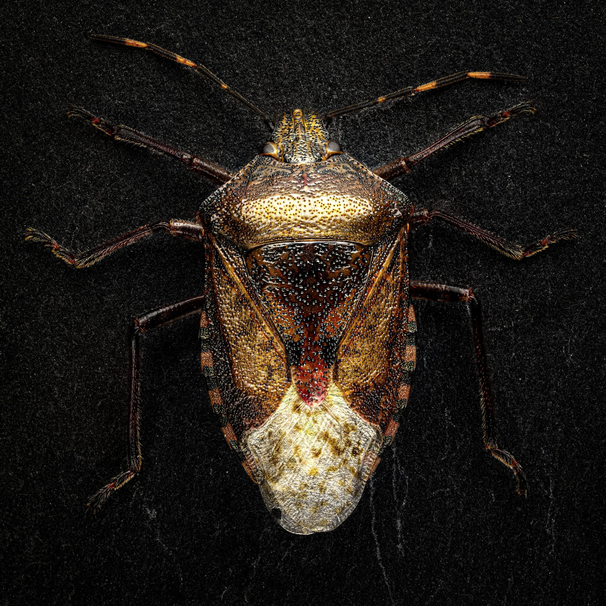 Art-Set Käfer-0003a.jpg