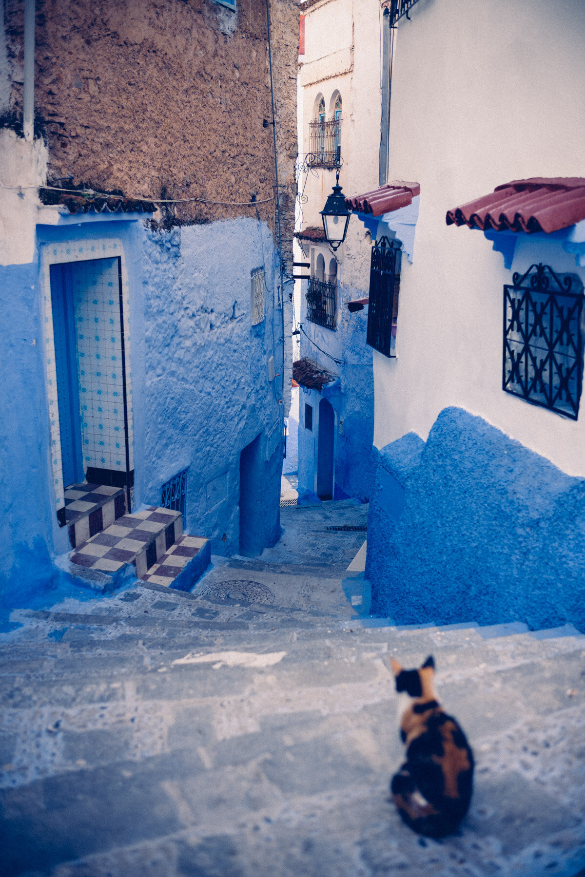 Chaouen: Every Cat in Morocco Has a Story to Tell (2018)