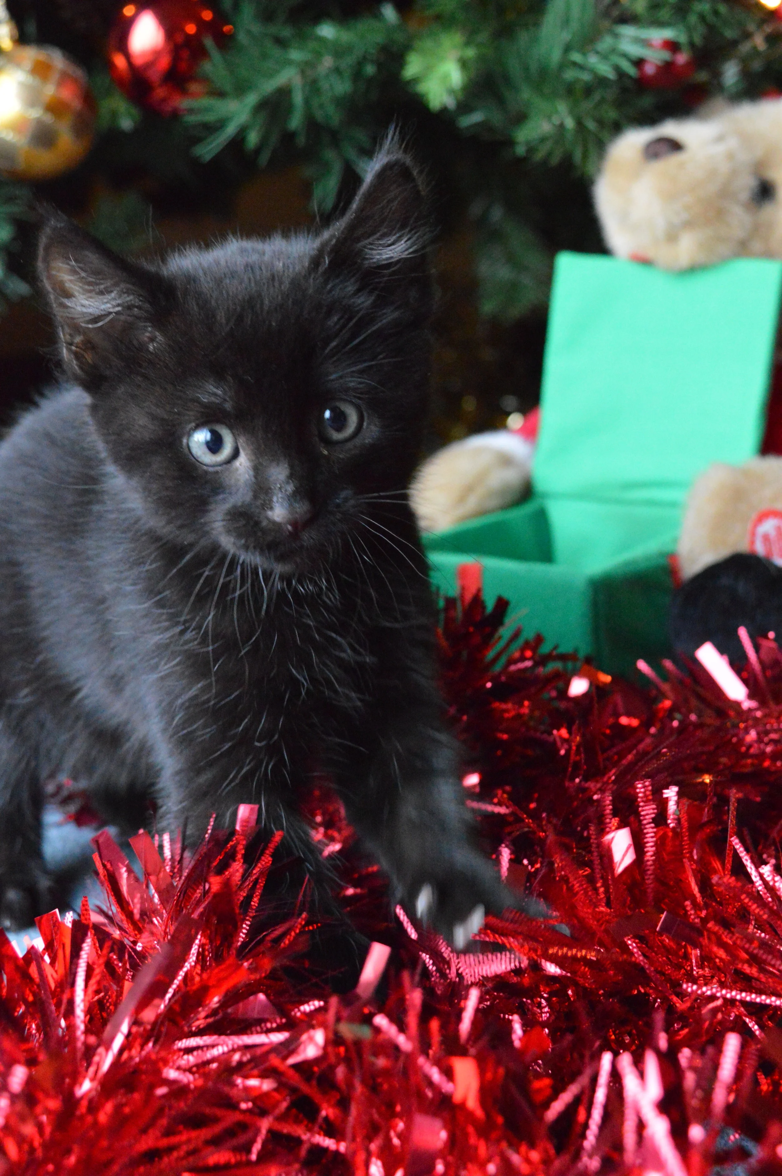 Argyll Animal Aid Christmas Cards