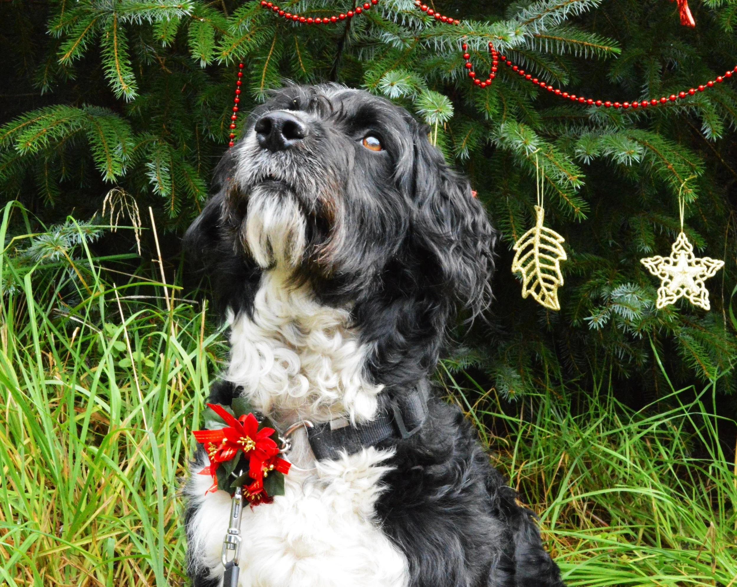 Argyll Animal Aid Christmas Cards