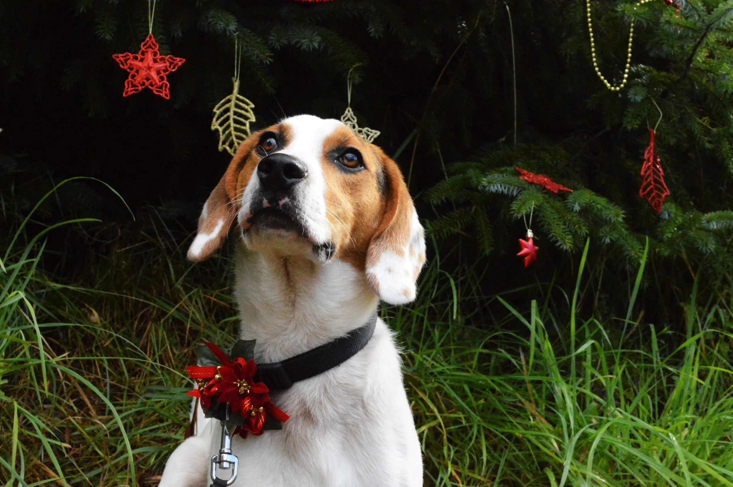 Argyll Animal Aid Christmas Cards