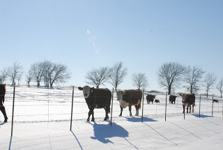 cow, snow