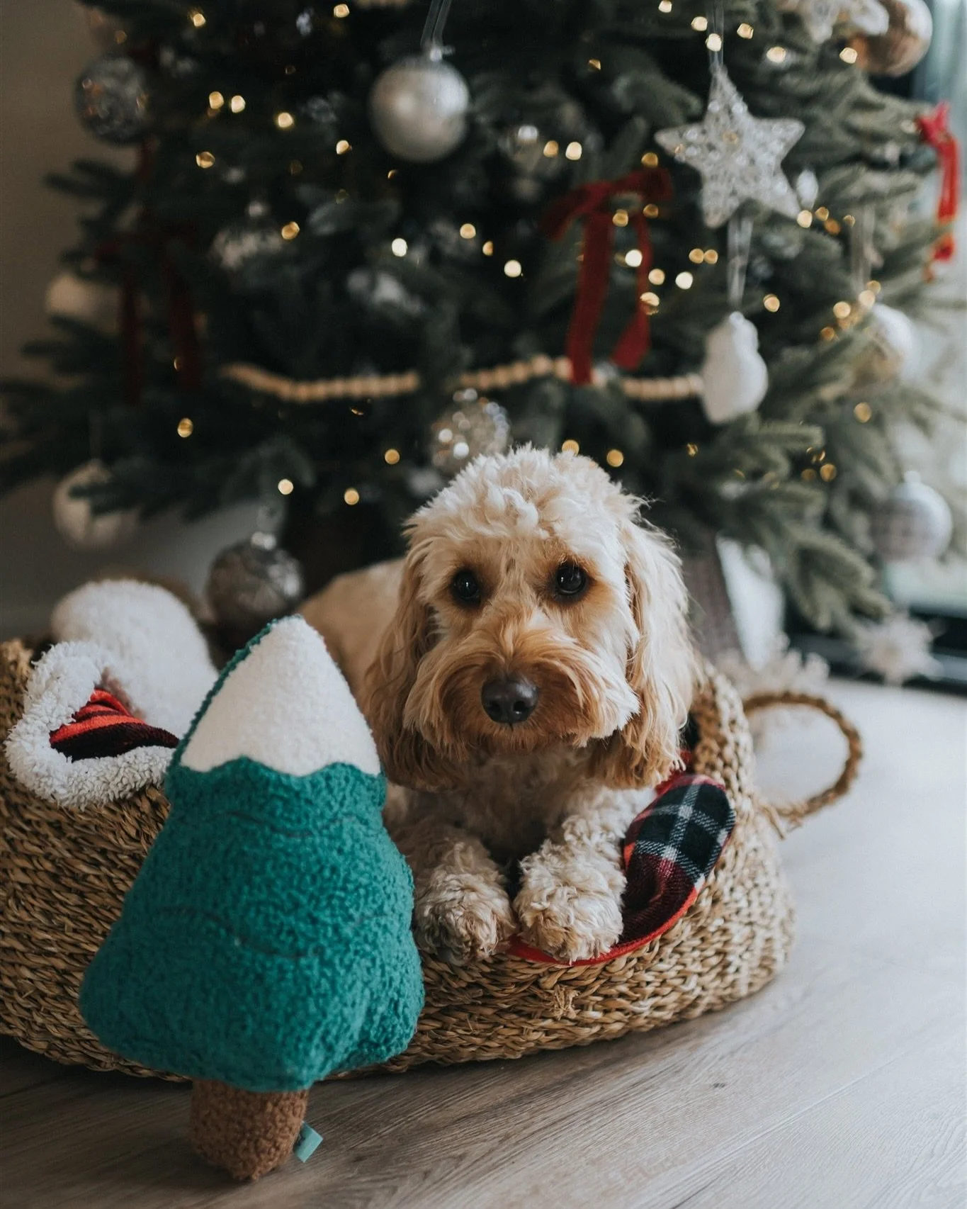 Dog Toys | McCann Pets
It was nice to get back into a bit of product shooting this week abs it was even nicer when it’s in your own home and features your own (ever model ready) pet! 
Enquire today to book in for 2025 and kick start your new y