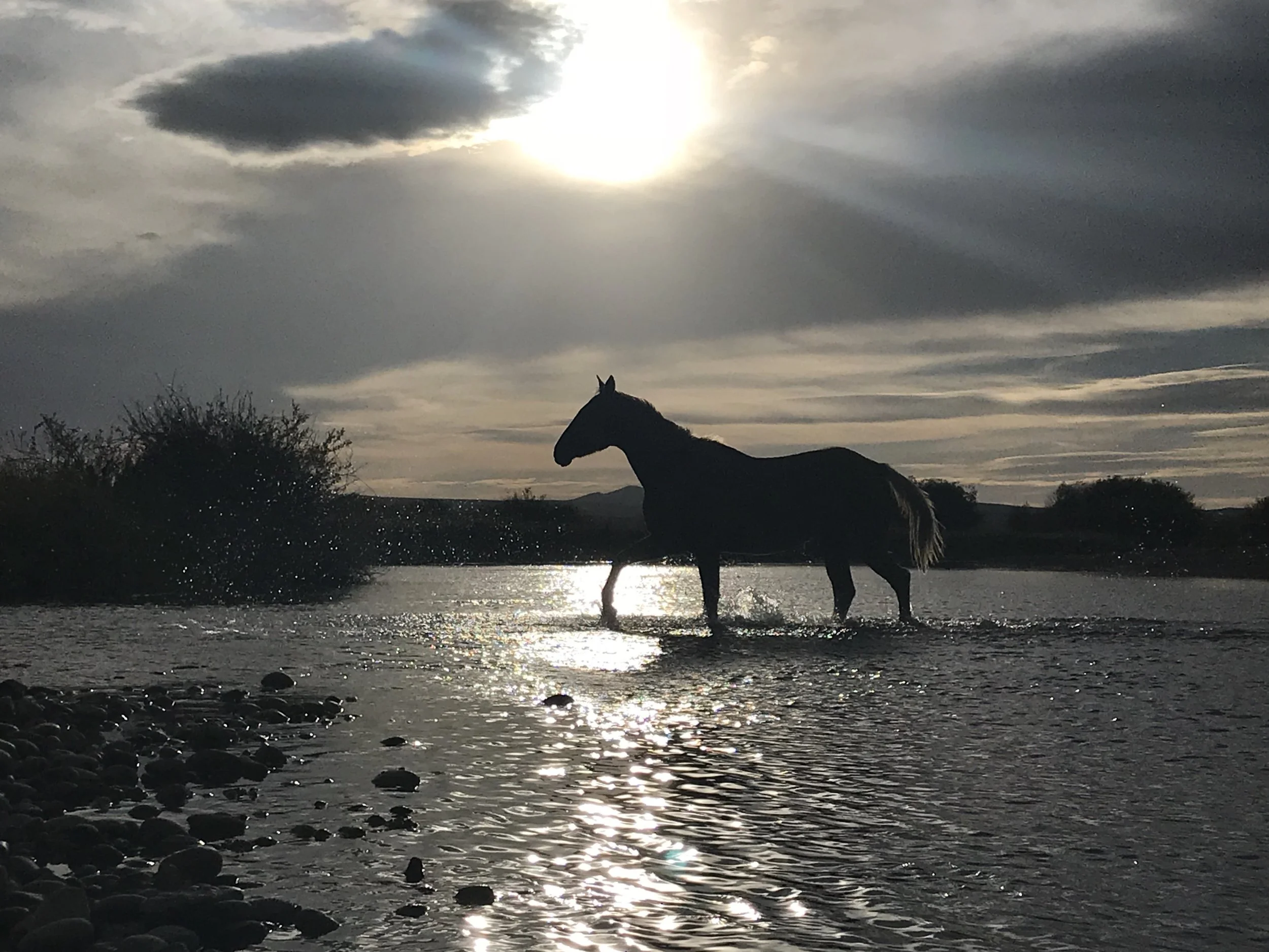 Horse Crossing Water.jpg