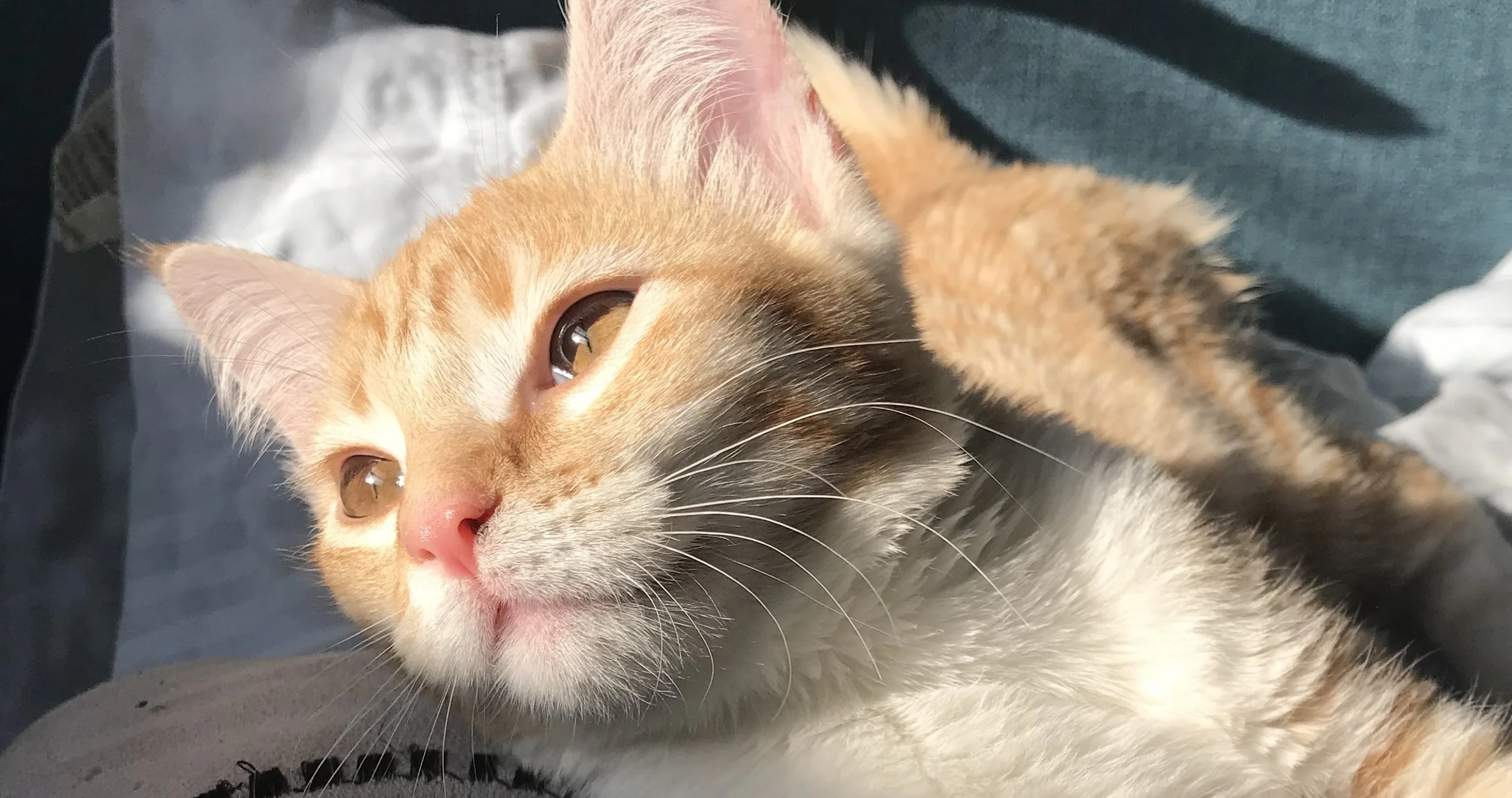 Lovely kitten.jpg
