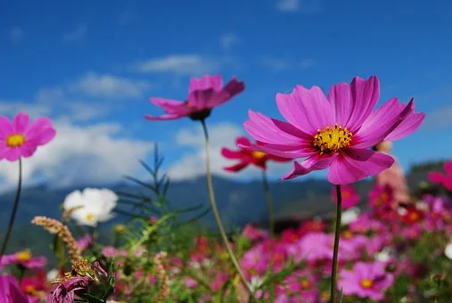 flower-2280164__340.jpg