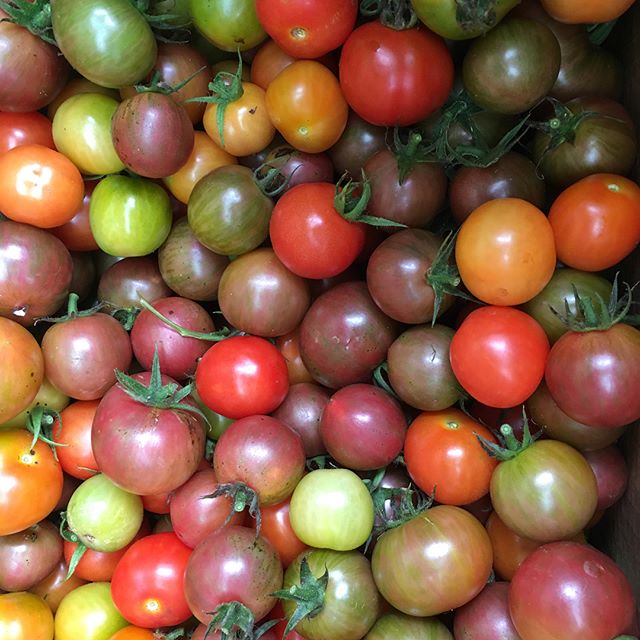 Organically Grown Heirloom tomatoes from Vilas NC in route to Sunshine Organic Farm in Miami.