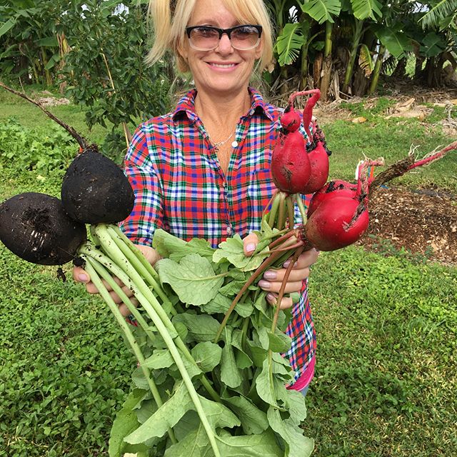 Black Spanish and German Giant Radishes coming in now !