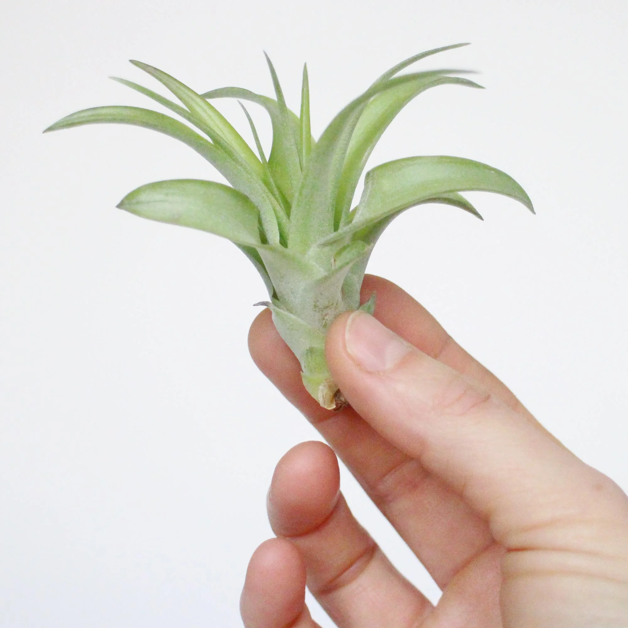Brachycaulos.jpg