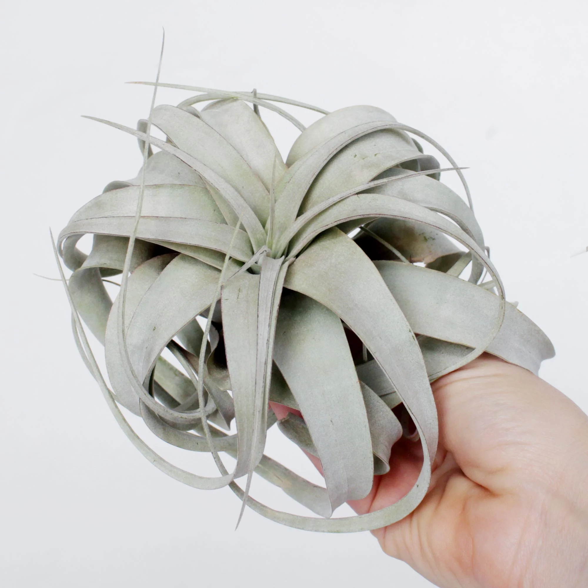 Xerographica.jpg