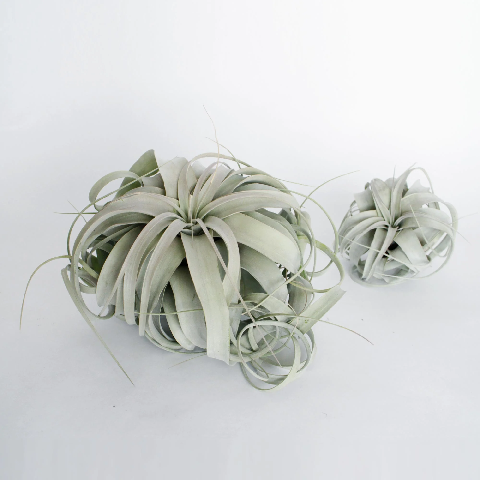 Xerographica_SizeVariation.jpg