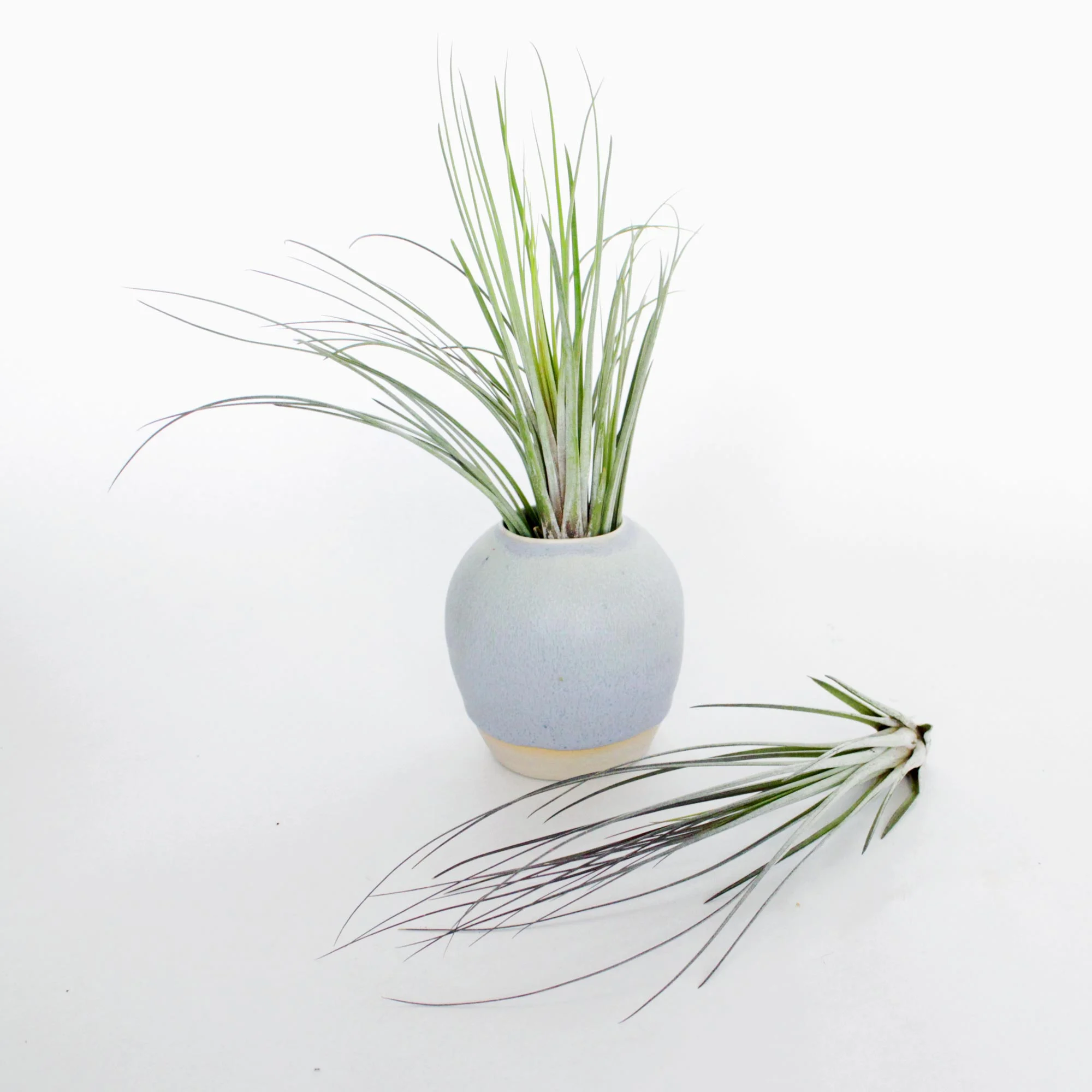 Juncea_Multiples.jpg