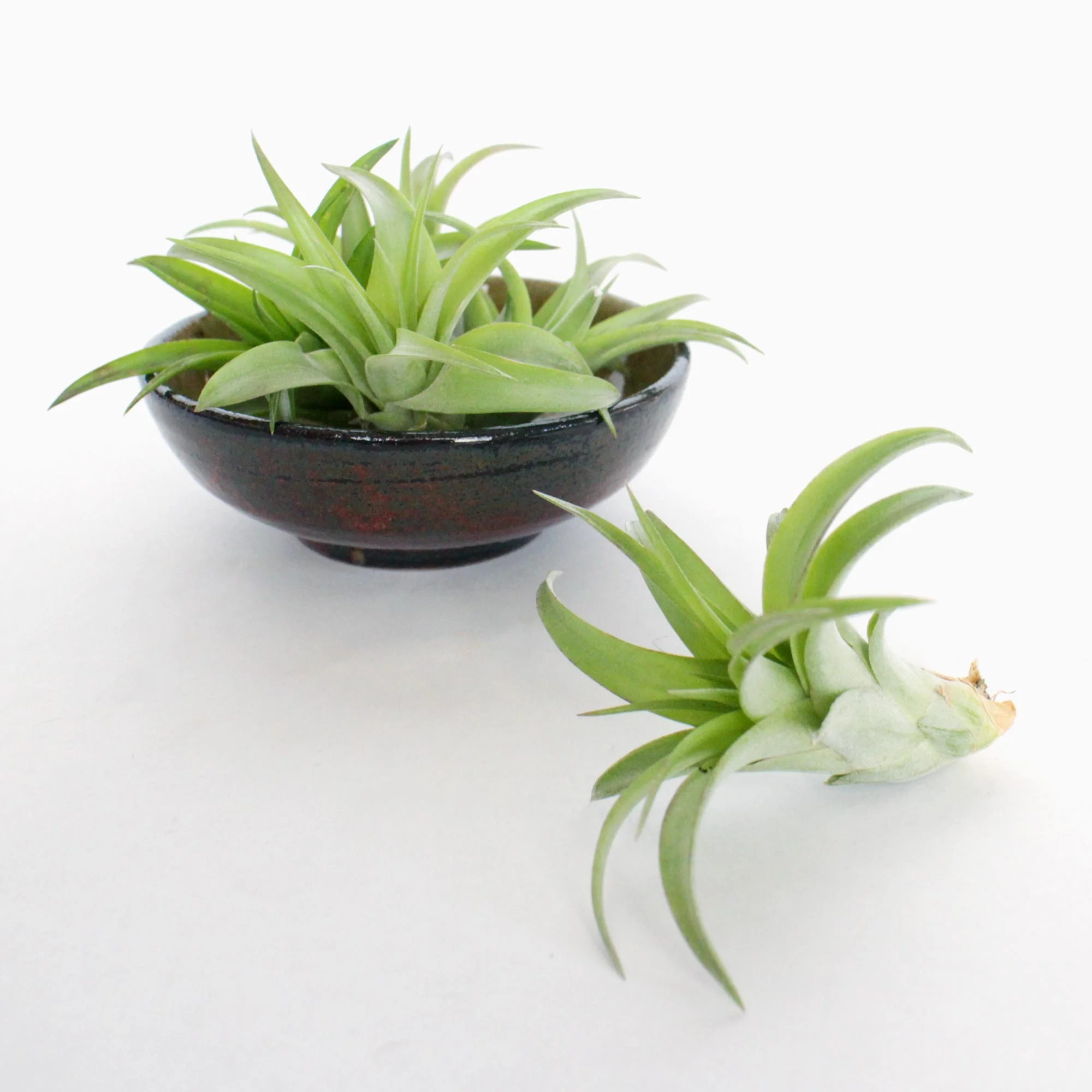 Brachycaulos_Mulitple.jpg