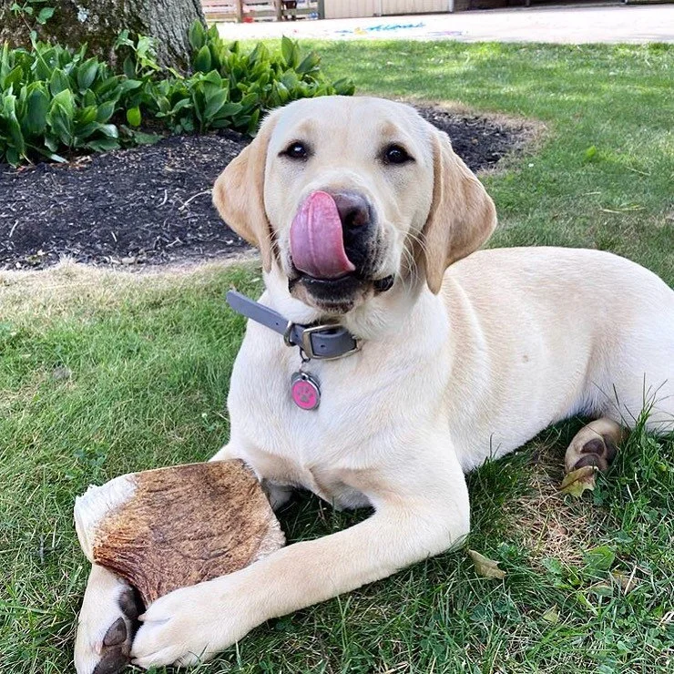 nerf dog atomic flyer