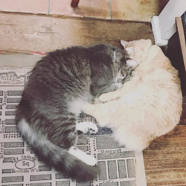 Eliot and Bartleby (Photo from eshaverbooks.com)
