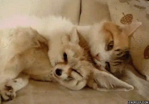 Obligatory cuddly animal gif because we love animals