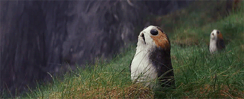 tumblr-p2e8ijugdv1v9oda2o2-r1-500_orig.gif