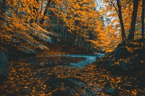 I can practically smell the leaves.
