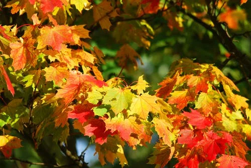 Autumn 4.jpeg