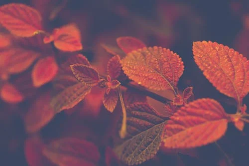 Autumn 3.jpeg
