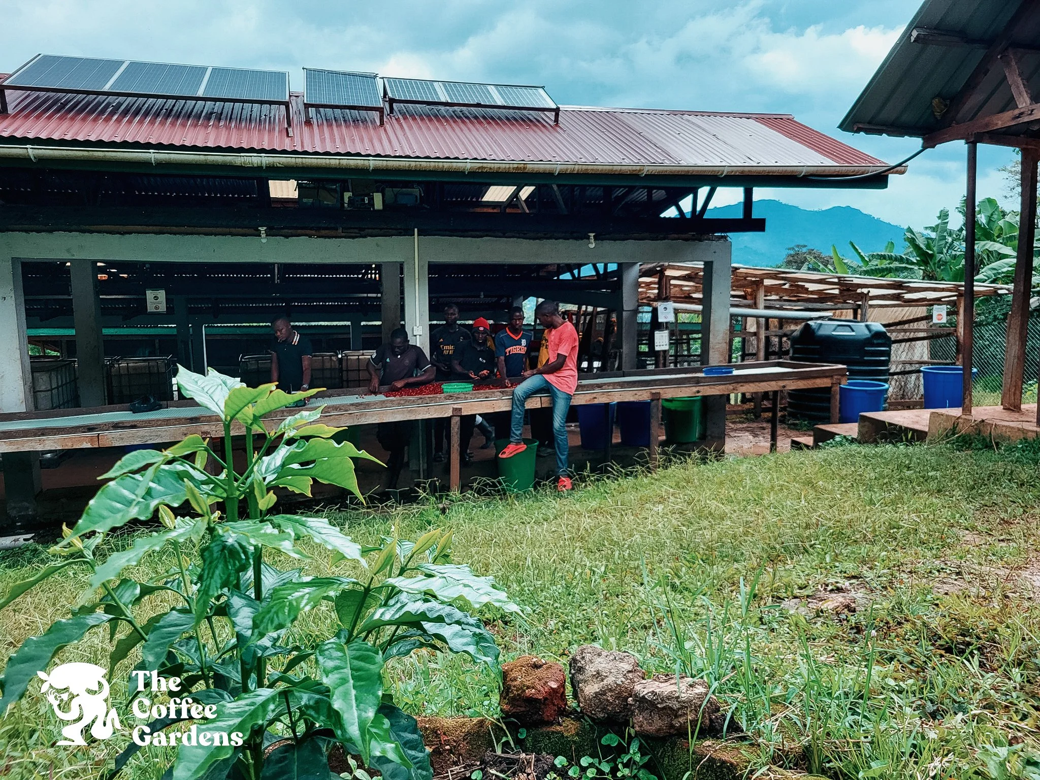TCG Bukyabo Washing Station, Coffee Tree.jpg
