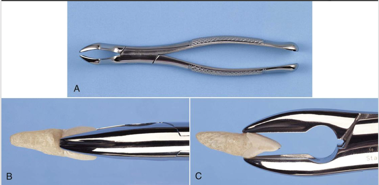 No. 1 - used for maxillary incisors