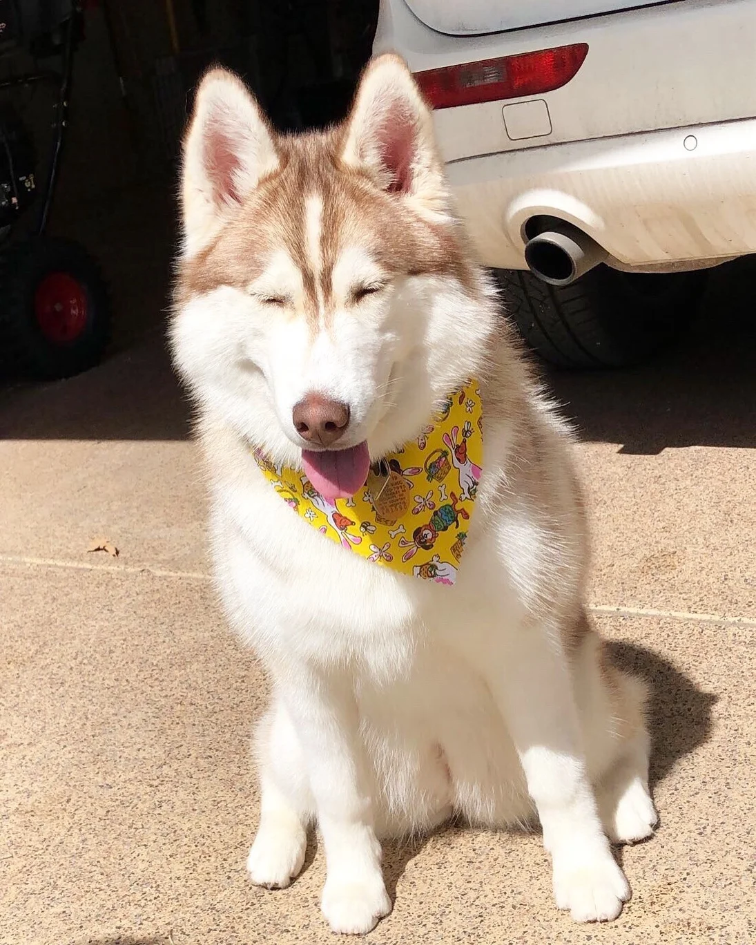 Sweet 8 month old Husky, Sloane :)