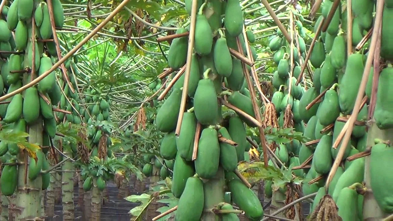 Barbary Plante Puerto Rico