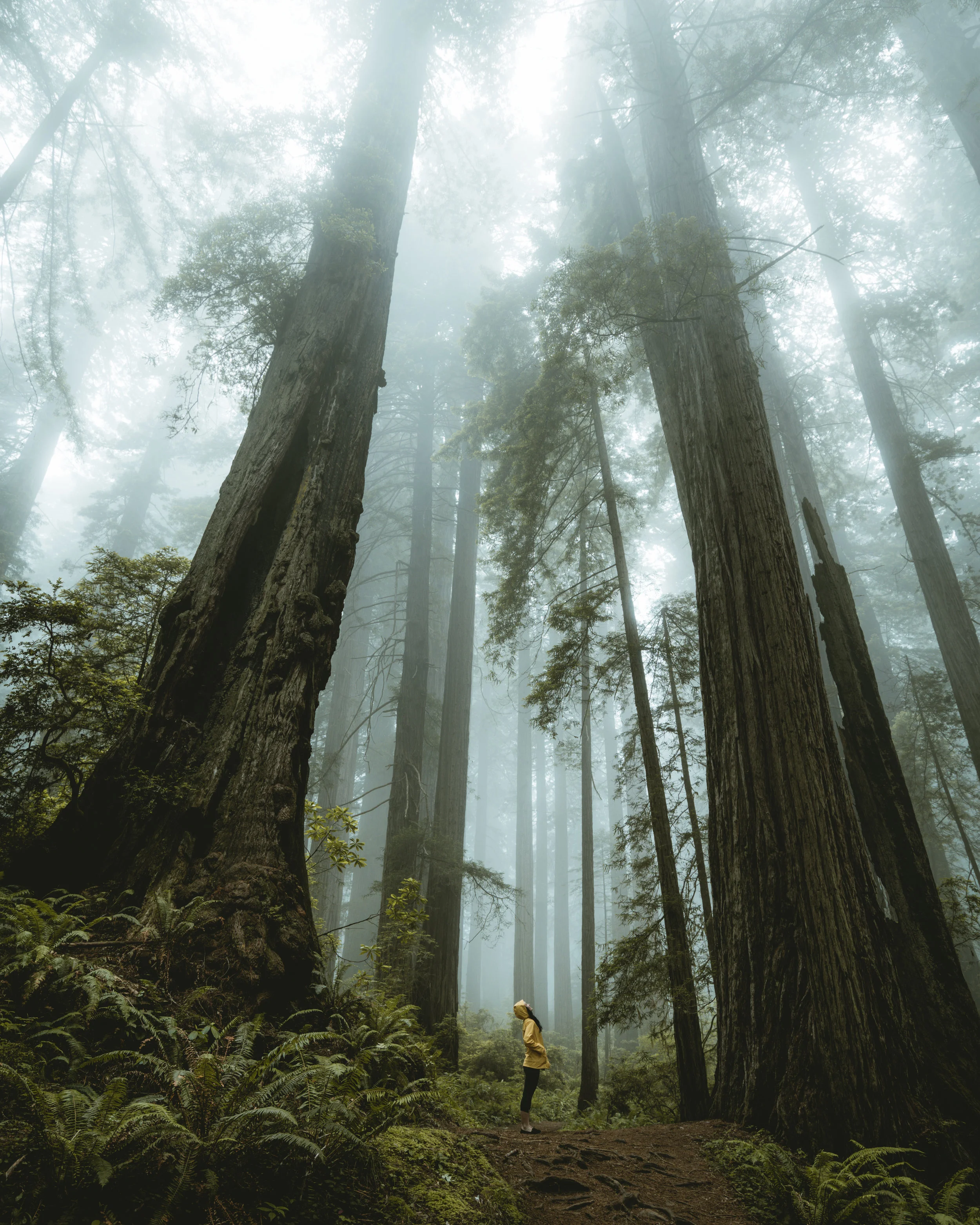 Exploring the Giants