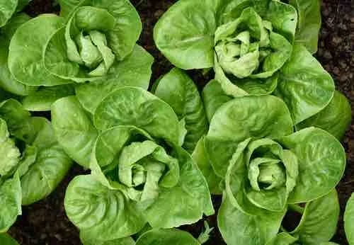 Little Gem Romaine