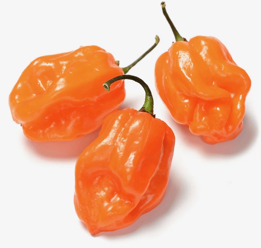 habanero-pepper-capsicum-chinense-694660.png.jpeg