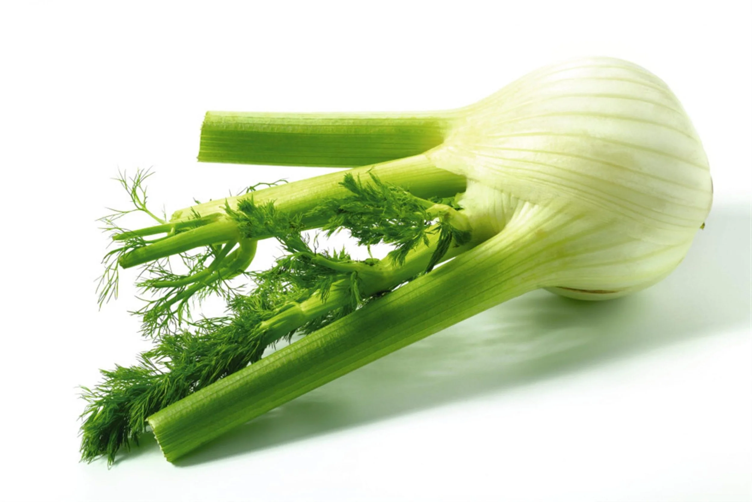 fennel-scaled.jpg
