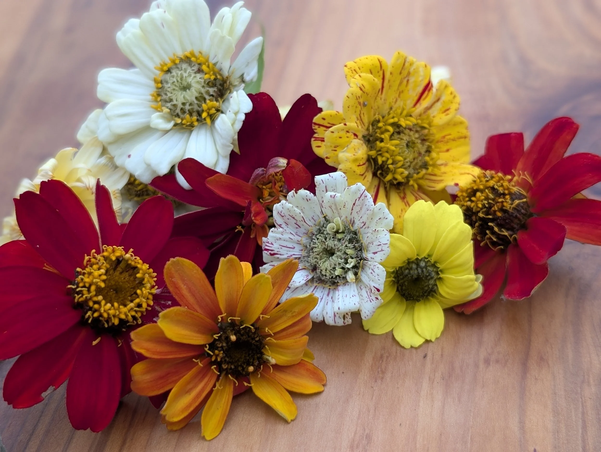 Zinnia (1 flower)