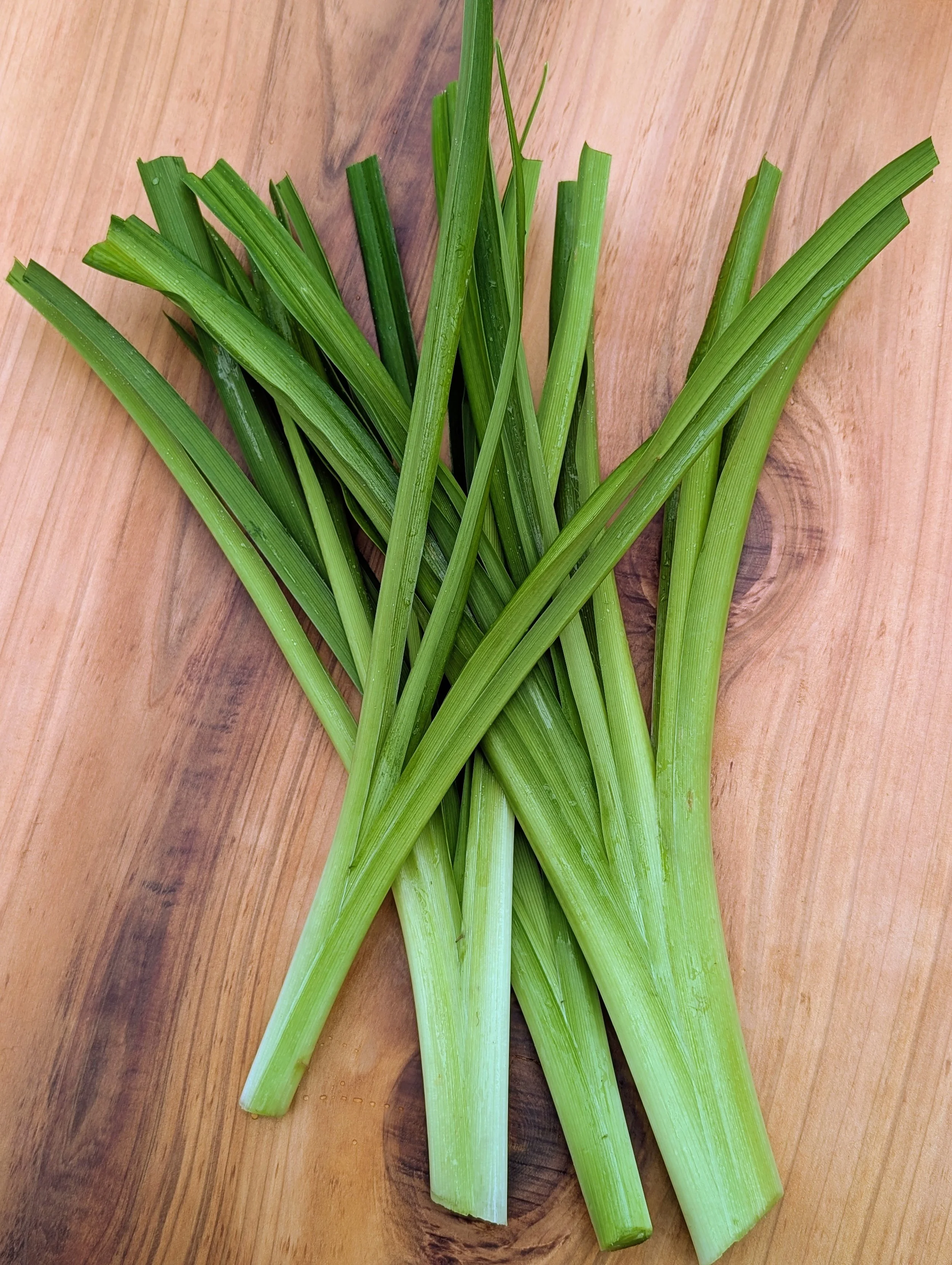 Day Lily Stalks