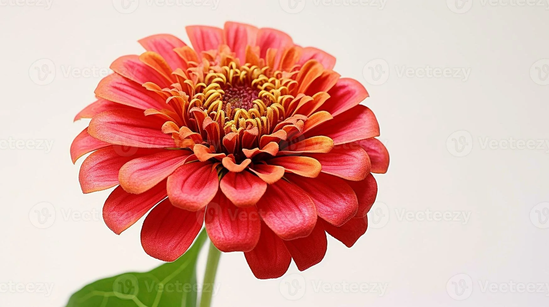 Zinnia (1 flower)
