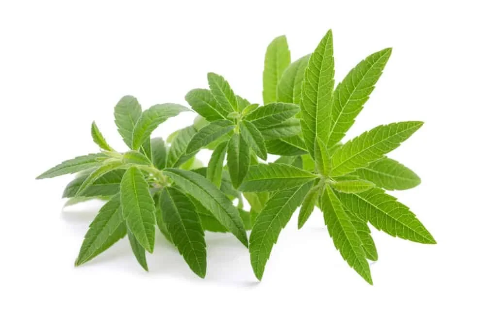 LemonVerbena.jpg