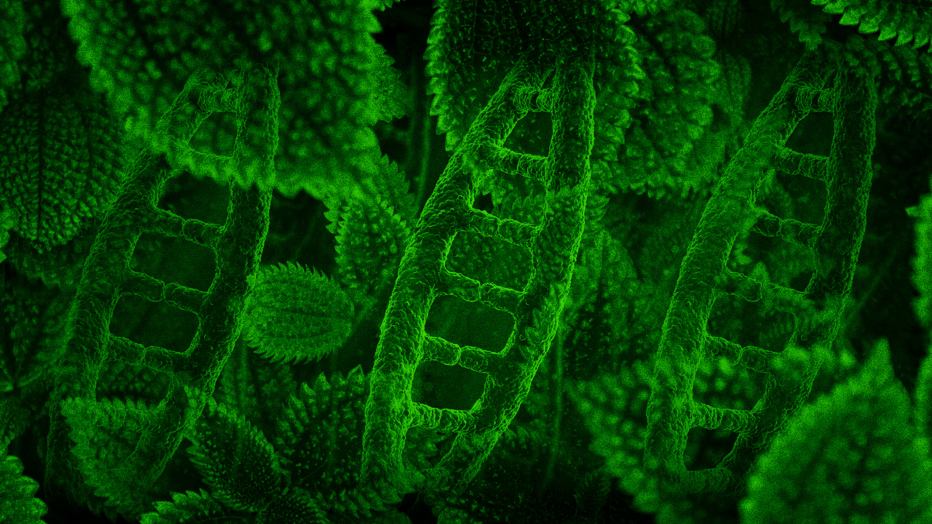plantmed_bg.jpg