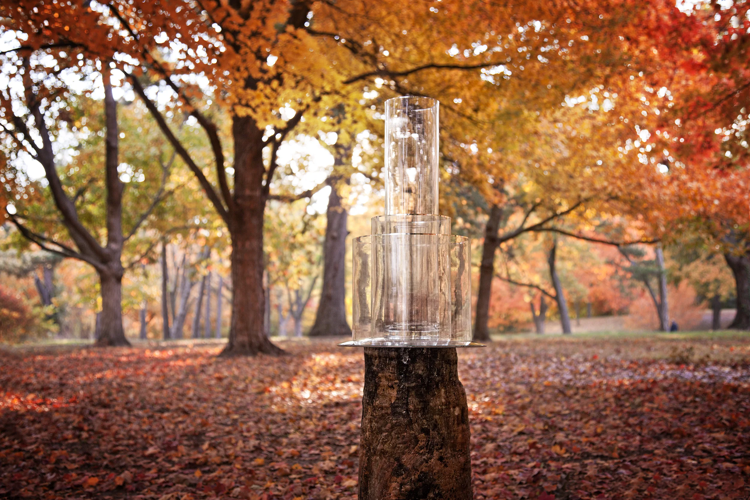 TREE FOR THE FOREST (PARK)