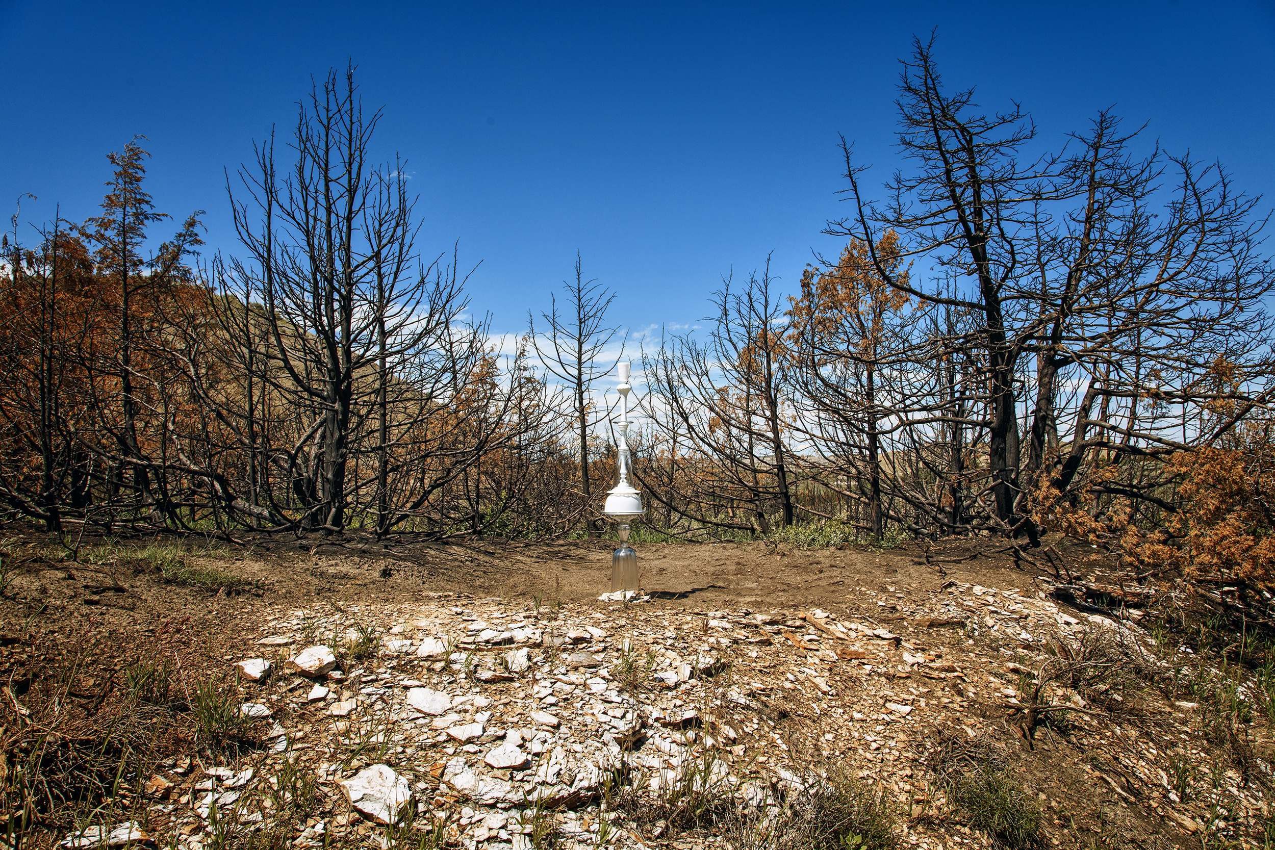 Burnt Trees