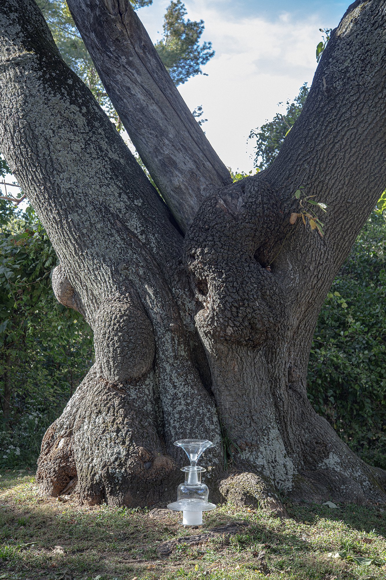 Toadstool Tree