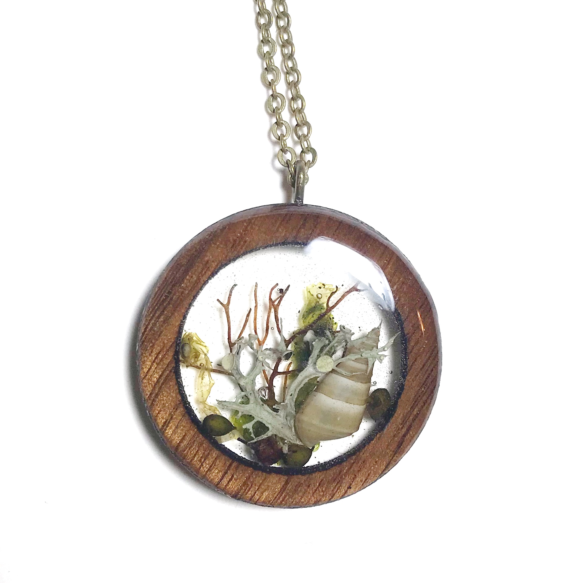 seaweed+walnut+med+circle.jpg