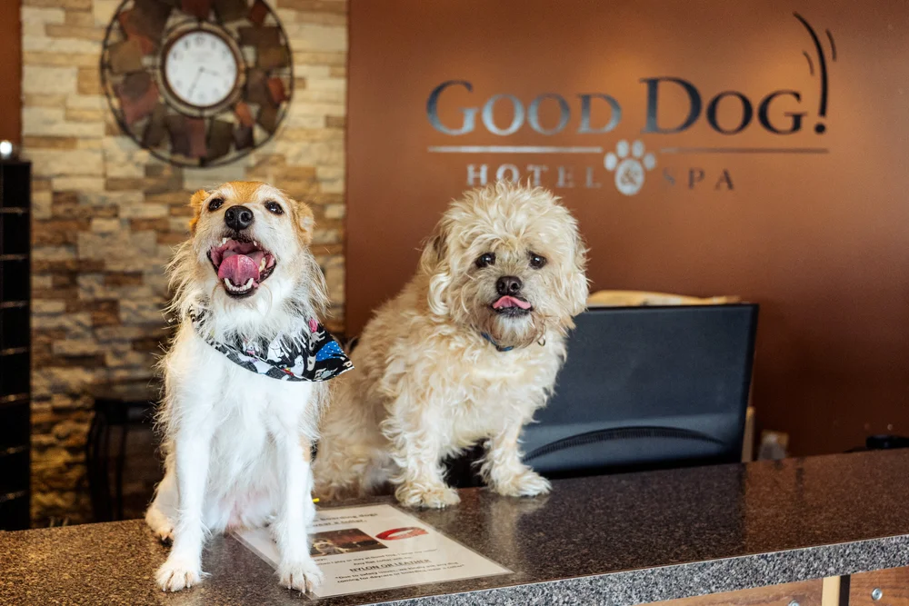 Good Dog Hotel & Spa — Becca Bartelt