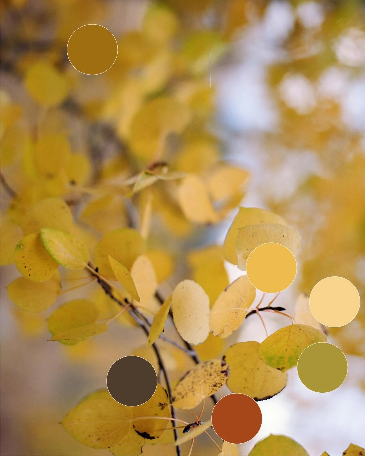 Some favorites from last fall + their color stories. Wrote a little something about it on my substack if you fancy.