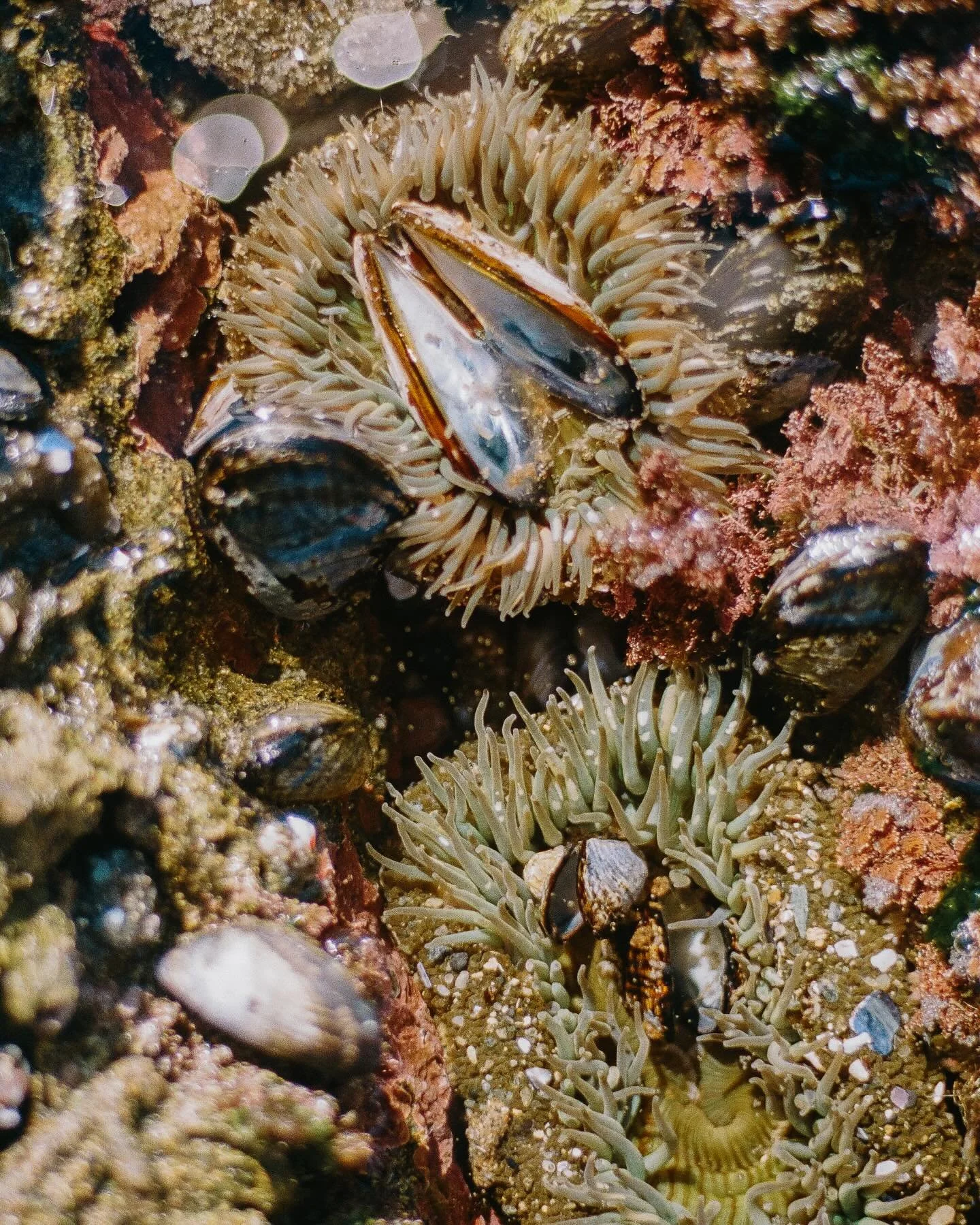 Joy to the fishies in the deep blue sea, joyyyyyy to you and me

Orange County, shot on film