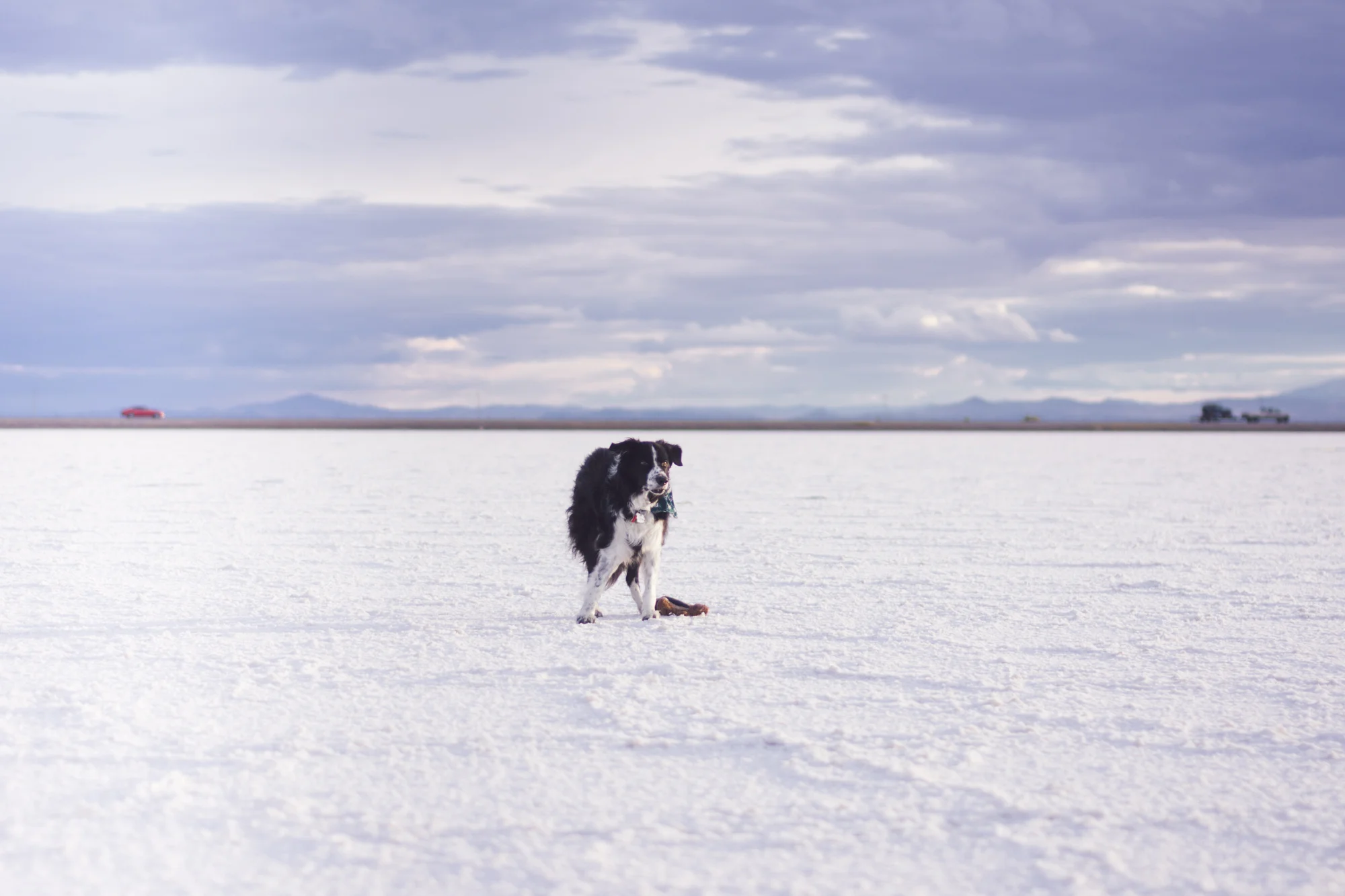 salt woofer