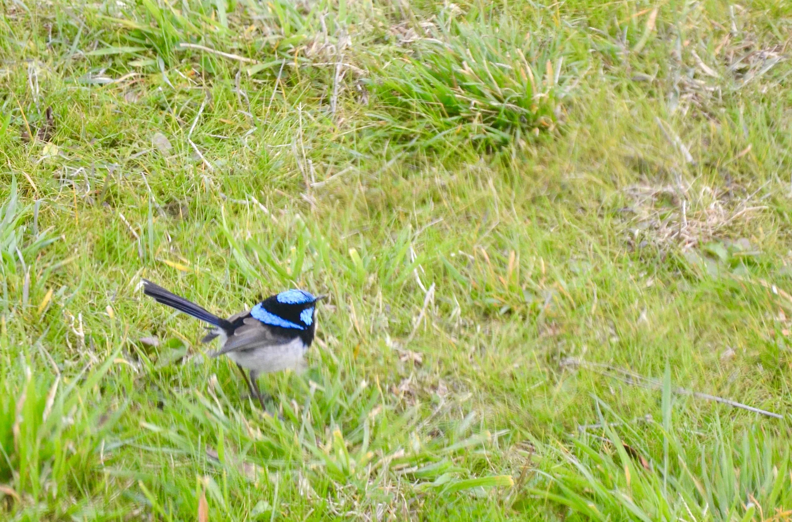 DSC_0969.jpg