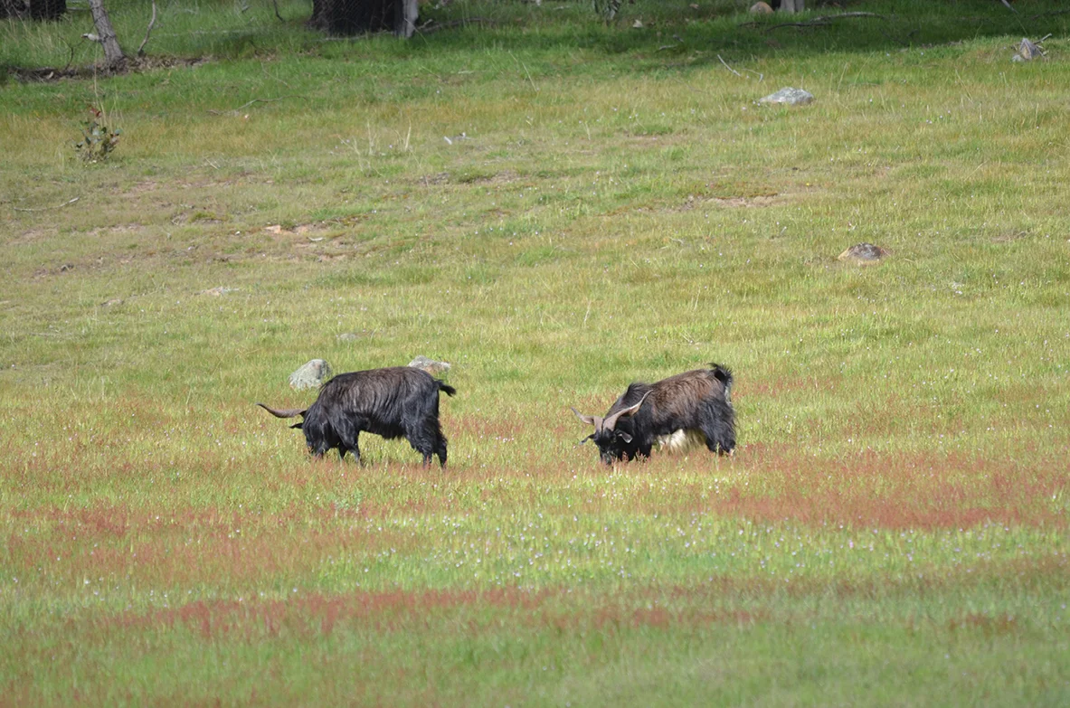 DSC_1172.jpg