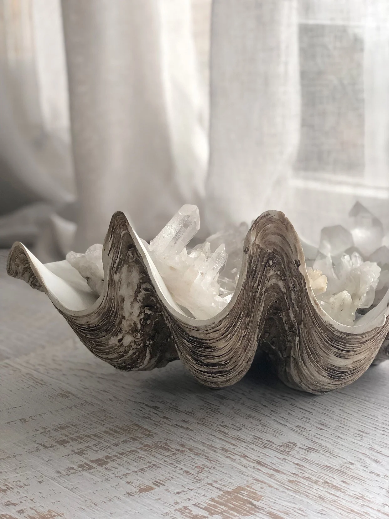 clam1.jpg