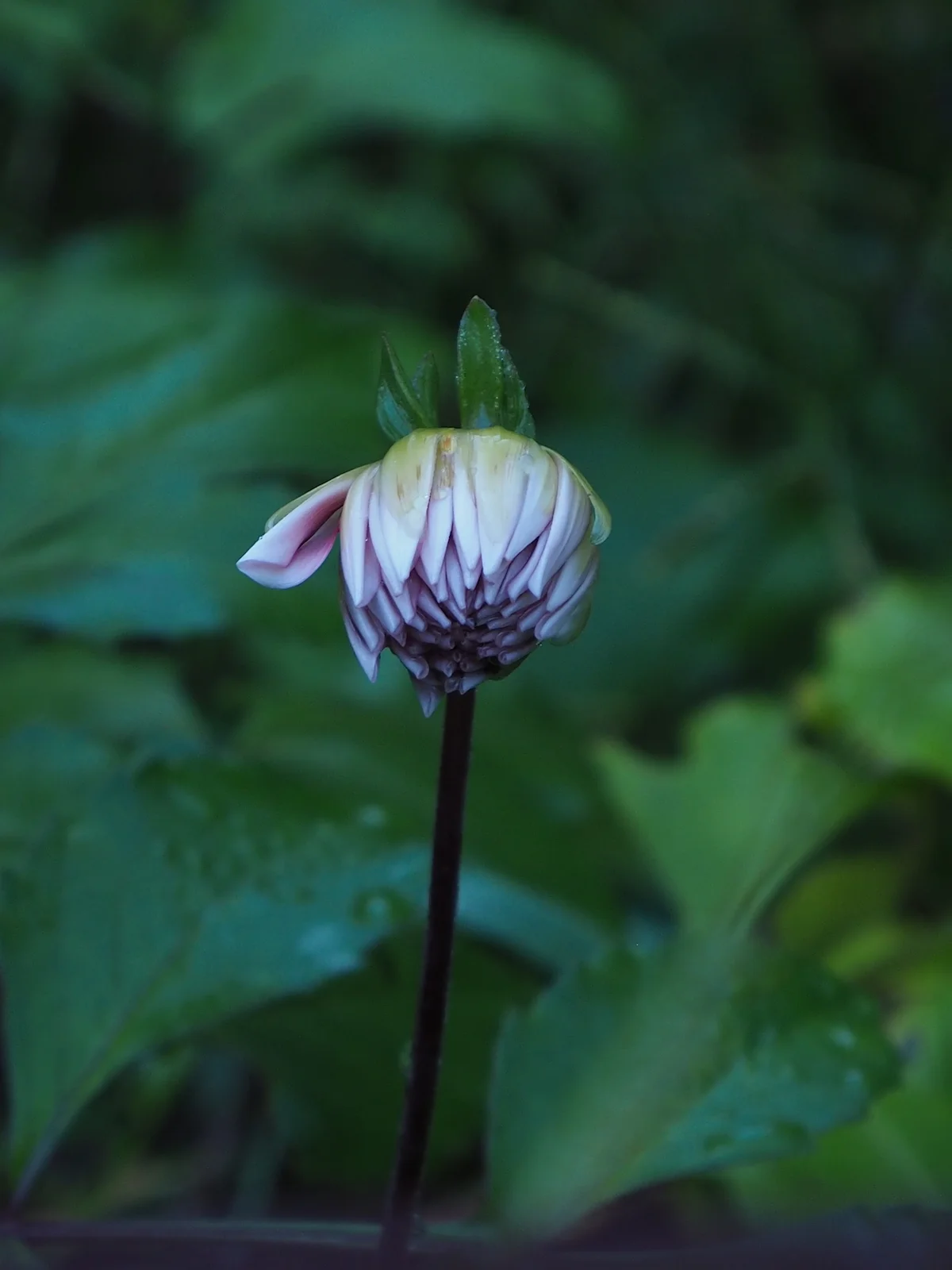 Dahlia bud - this one is a special that we’ve had only two of. From the same plant as all the dark deep purples, it’s given some of these white petals. Dark coloured dahlia flowers gives yellows, oranges and even gentle browns in the dye pot.