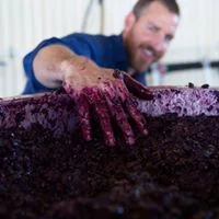 Welcoming Adam Fiegert, Gibson Wines back to The Wine Loop!